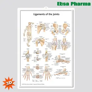 3D Médica Anatomia Humana Gráficos de Parede/Poster-Ligamento das Articulações