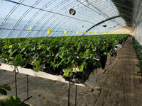 Nouveau système de plantation hydroponique d'irrigation goutte à goutte Abreuvoirs de plantation de tomates
