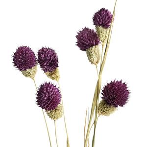 Натуральные сушеные растения, профессиональный производитель, букеты с сушеными цветами, клубника, разные типы красных цветов, сушеные цветы - Product Image 4