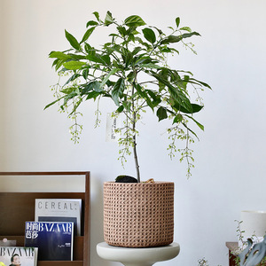 Nouvel arrivage: Panier tissé de <span class=keywords><strong>grand</strong></span> diamètre Pot de fleur <span class=keywords><strong>en</strong></span> ciment Jardinière de jardin <span class=keywords><strong>en</strong></span> <span class=keywords><strong>béton</strong></span> pour salon avec plateau - Product Image 2