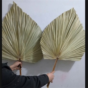 Hojas de palma secas naturales para decoración del hogar, hojas de abanico de especies secas tropicales para decoración de bodas, gran oferta, O-020, 2023 - Product Image 4