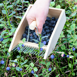 Esschert Design GT114, recolector de bayas de jardín al por mayor, pala de fruta, recolector de madera - Product Image 6