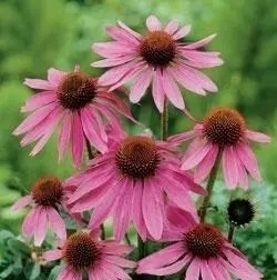 Giá tốt nhất <span class=keywords><strong>Echinacea</strong></span> <span class=keywords><strong>Purpurea</strong></span> chiết xuất hoa 4% polyphenol <span class=keywords><strong>Echinacea</strong></span> <span class=keywords><strong>Purpurea</strong></span> chiết xuất bột - Product Image 2