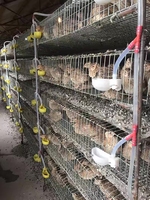 Nouvelle Cage à Cailles Commerciale en Acier Galvanisé Durable et Écologique, Conception Type H, Batterie Avicole Automatisée 5 Niveaux, Capacité 360