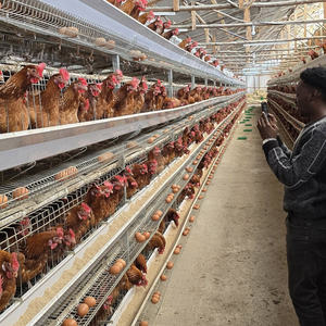 กรงเลี้ยงไก่แบบใหม่ 3/4 ชั้น แข็งแรง ทนทาน ผลิตจากเหล็กชุบสังกะสีแบบจุ่มร้อน อุปกรณ์ฟาร์มใช้งานง่าย - Product Image 2