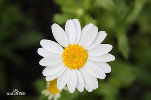 Parthenolide CAS 20554-84-1 fornitura del produttore estratto di partenio Parthenolide in polvere - Product Image 3