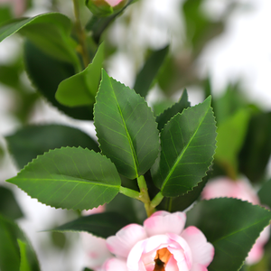 Árbol de Camelia Artificial de Plástico al por Mayor, Tamaño Personalizado, Decoración para el Hogar, Graduación, Ecológico, Impermeable - Product Image 4