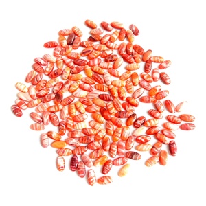 Natural Orange Spiny Oyster Cabochon Spiny Oyster Copper turchese cuscino Cabochon <span class=keywords><strong>pietra</strong></span> <span class=keywords><strong>preziosa</strong></span> - Product Image 1