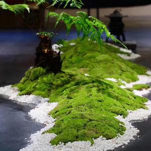 Tapis d'herbe artificielle, <span class=keywords><strong>fausse</strong></span> <span class=keywords><strong>plante</strong></span> <span class=keywords><strong>murale</strong></span> en mousse chinoise, <span class=keywords><strong>plante</strong></span> artificielle esthétique, succulente, bonsaï, herbe artificielle florale, gazon artificiel - Product Image 1