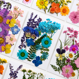 Fleurs séchées pressées en vrac, kit de spécimens botaniques pour la résine, scrapbooking, décoration DIY, couleurs assorties, 16-23 pièces - Product Image 3