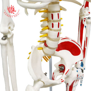 Modèle de squelette humain 85 cm, demi-corps coloré avec origines et terminaisons musculaires, suspendu à un support en acier, pour démonstration pédagogique - Product Image 5