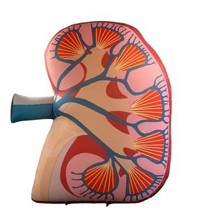 विशाल inflatable गुर्दे आंतरिक अंगों - Product Image 1