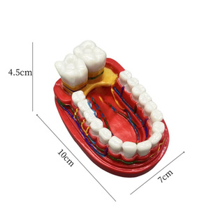 โมเดลฟันสำหรับการสื่อสารทางการแพทย์การแสดงผลในช่องปาก - Product Image 2