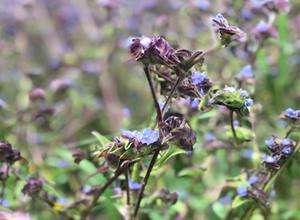 Заводская распродажа, порошок экстракта цианотиса, 10%-90%, бета-Экдистерон, Спортивная добавка, Экдистерон - Product Image 4