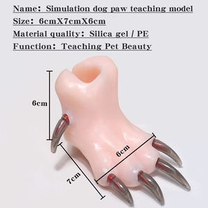 Modello Didattico in Silicone di Zampa di Cane, per Scuole di Toelettatura, Pratica di Taglio Unghie per Junior Estetisti per Animali - Product Image 6
