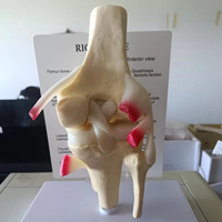 Modèle d'articulation du genou humain éducation taille naturelle modèle de squelette anatomique éducation des sciences médicales