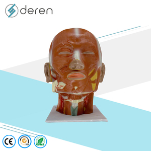 แบบจำลองกายวิภาคกล้ามเนื้อศีรษะและใบหน้ามนุษย์ DRS3011A ทำจาก PVC ขนาดเท่าของจริง 3 มิติ สำหรับการศึกษาทางการแพทย์และการทดลองในห้องปฏิบัติการโรงเรียน - Product Image 1