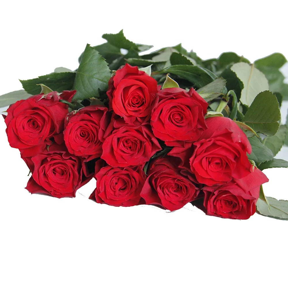 Based Directly Supply Plantation Wholesale High Quality Fresh Cut Rose Flower Ecuador Cherish Red Rose from China