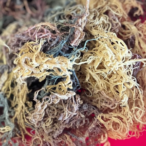 สาหร่าย Eucheuma cottonii บริสุทธิ์จัดส่งรวดเร็ว - Product Image 1