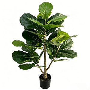 Fiddle-leaf figs are suitable for various festivals. They are evergreen and durable. - Product Image 1