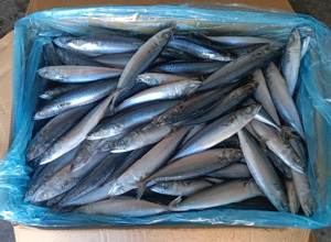 X1137 Novo Frozen Pacific Cavala Peixe Fabricante Congelado Chub Cavala Preço de Fábrica Pacific Cavala 150-200g - Product Image 2