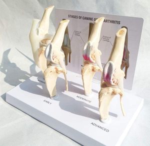Modelo de Rodilla Canina de 4 Etapas, Modelo Anatómico de Articulación de <span class=keywords><strong>Perro</strong></span>, Tamaño Real, Modelo de <span class=keywords><strong>Esqueleto</strong></span> Animal, <span class=keywords><strong>Esqueleto</strong></span> Médico de Plástico - Product Image 2