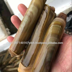 fresh razor clam frozen razor clam