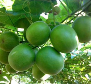 Luo Han Guo: Frutto del Monaco Essiccato Puro e Naturale, Dolcificante a Basso Contenuto Calorico, Frutto del Monaco Intero per Tè - Product Image 6
