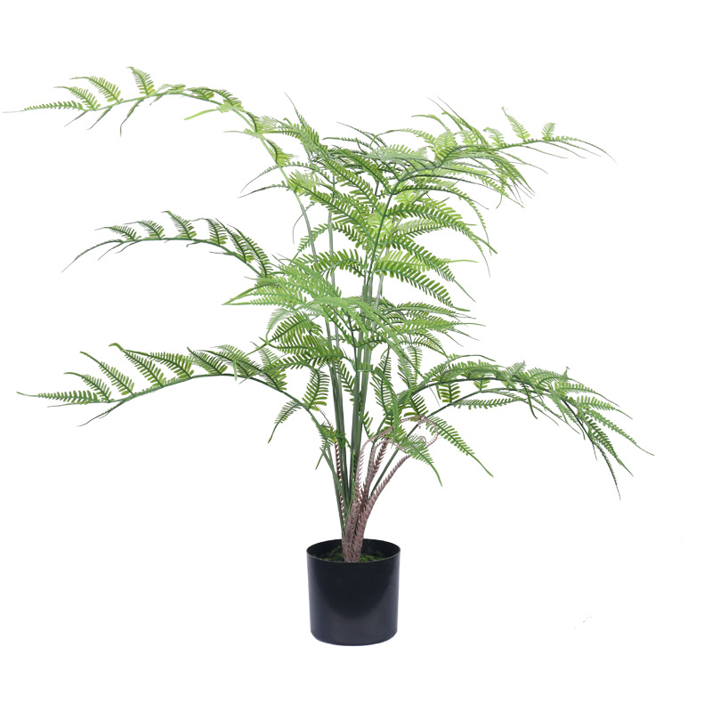 Plante en pot à feuilles de fougère-petite taille