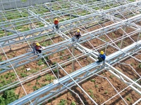 Serre en polycarbonate multi-travée à faible coût, serre avec système hydroponique pour tomates, poivrons, fraises, laitues