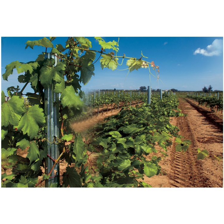 Best Selling Grape Open Gable Trellis Durable Easy to Install