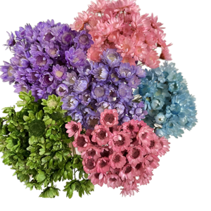 Fleurs séchées miniatures naturelles brésiliennes en gros du Yunnan, idéales pour la Saint-Valentin, la Fête des Mères et Pâques - Product Image 1
