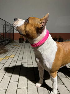 <span class=keywords><strong>Collar</strong></span> de Perro Personalizable de Nailon y Cuero PVC, Ajustable, con Campanas y Hebilla, Diseño de Rayas de Lujo, Color Rojo Festivo, para Perros Pequeños y Grandes, Uso Diario - Product Image 4