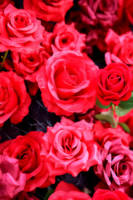 Extrait de fleur de rose naturelle très vendu, poudre de fleur de rose 100% naturelle