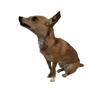 Taxiderm Manufacturers, Dog Taxidermization, Dog Simulation Taxiderm, Pet <b>Animal</b> Taxiderm, Taxiderm for Herbarium Exhibition - Product Image 3