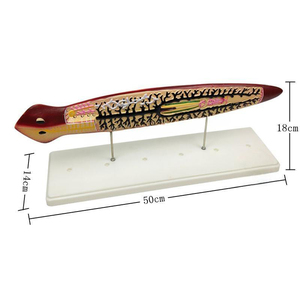 प्लेनेरियन एनाटॉमी शिक्षण मॉडल - Product Image 5