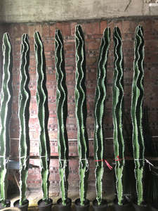 Plante artificielle <span class=keywords><strong>Cactus</strong></span> personnalisé, <span class=keywords><strong>Cactus</strong></span> <span class=keywords><strong>pas</strong></span> <span class=keywords><strong>cher</strong></span>, Fleurs et plantes artificielles réalistes, Petit bonsaï floral de Chine, <span class=keywords><strong>Cactus</strong></span> artificiel - Product Image 4