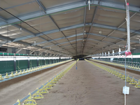Estructura de Acero para Granja Avícola Económica, Capacidad para 10000/30000 Pollos, Construcción Rápida, Ligera y Económica