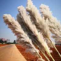 Harga pabrik rumput Pampas kering asli bunga diawetkan bunga prem panjang untuk dekorasi rumah