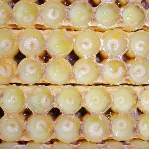 BEESTAR Usine En Gros Haute Puissance 10-HDA 1.6% <span class=keywords><strong>Gelée</strong></span> <span class=keywords><strong>Royale</strong></span> Produits D'abeille Naturels pour Un Usage Quotidien Miel Royal De Haute <span class=keywords><strong>Qualité</strong></span> - Product Image 3