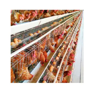 Sistema de criação de gaiola de galvanizado tipo A grande para ovos de galinha, sistema multicamadas para venda, mais vendido de fábrica