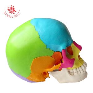 <span class=keywords><strong>El</strong></span> modelo de cráneo anatómico médico incluye FRT025 pintado de colores, <span class=keywords><strong>el</strong></span> hueso entero se puede dividir en 22 Partes, modelo de <span class=keywords><strong>esqueleto</strong></span> de cráneo - Product Image 3