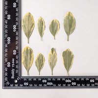 12 pièces/sac Feuilles d'euonyme dorées pressées, plantes botaniques
