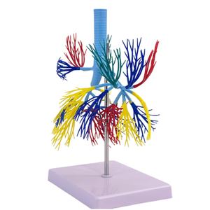 Modelo de árbol bronquial humano-Ramificación de tráquea anatómica para enseñanza de neumología - Product Image 4
