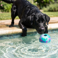 Jouet interactif pour animaux de compagnie : balle EVA rebondissante pour jeux aquatiques et apport dans la cour, jouet à mâcher pour piscine et plage, jouet pour chien