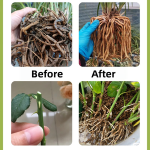 <span class=keywords><strong>Perlita</strong></span> Expandida Fina de Bajo Contenido de Polvo 1-3mm, <span class=keywords><strong>Perlita</strong></span> Hortícola para Germinación de Semillas, Cultivo de Cactus y Sustrato de Cultivo - Product Image 4