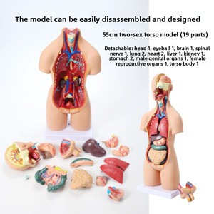 Modelo de Anatomía de Torso de estructura de órgano de <span class=keywords><strong>vísceras</strong></span> <span class=keywords><strong>humanas</strong></span>, juguete de enseñanza de plástico para niños con herramienta de ciencia médica de corazón extraíble - Product Image 3
