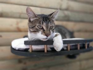 <span class=keywords><strong>WOWO</strong></span>-mueble de árbol de madera para gato, nuevo diseño, alta calidad - Product Image 6