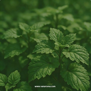 Huile Essentielle de Patchouli Noir Bio 5ml Qualité Supérieure Certifiée GMP Fournisseur en Gros Extrait Végétal Hydratant OEM ODM - Product Image 1