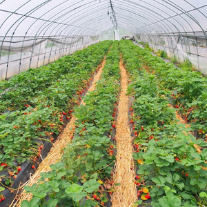 Baolida Plantas Agrícolas Casa Túnel de Fresas Invernadero Hidropónico Invernadero Vegetal - Product Image 2